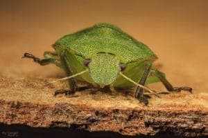 bug 189903 960 720 bug-189903_960_720