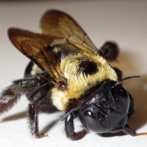 carpenter bee 19014302320 o carpenter-bee_19014302320_o