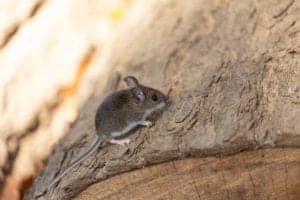 deer mouse deer mouse
