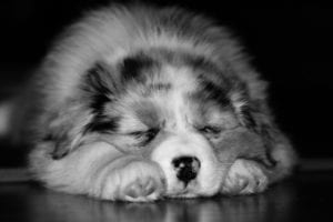 dog 1127486 960 720 dog-1127486_960_720