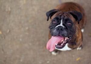 dog smile dog smile