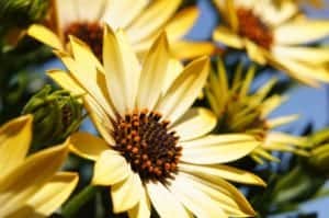 flower 108685 960 720 flower-108685_960_720