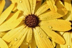 flower 4217683 1920 flower-4217683_1920