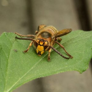 hornet hornet