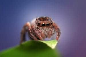 jumping spider 1183412 1920 jumping-spider-1183412_1920