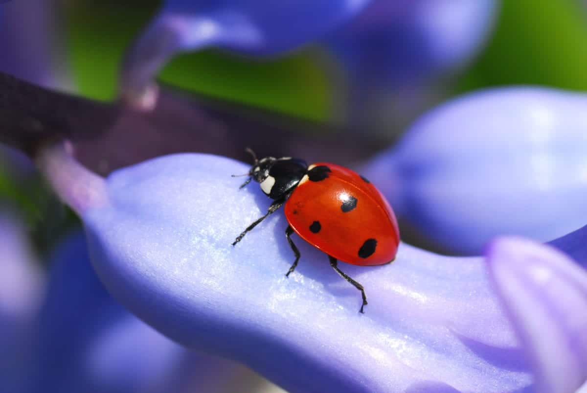 ladybug Pointe Pest Control Chicago Pest Control and Exterminator