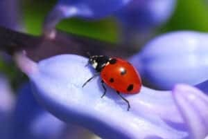 ladybug 1 ladybug