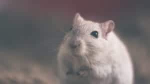 mouse 801843 960 720 mouse-801843_960_720