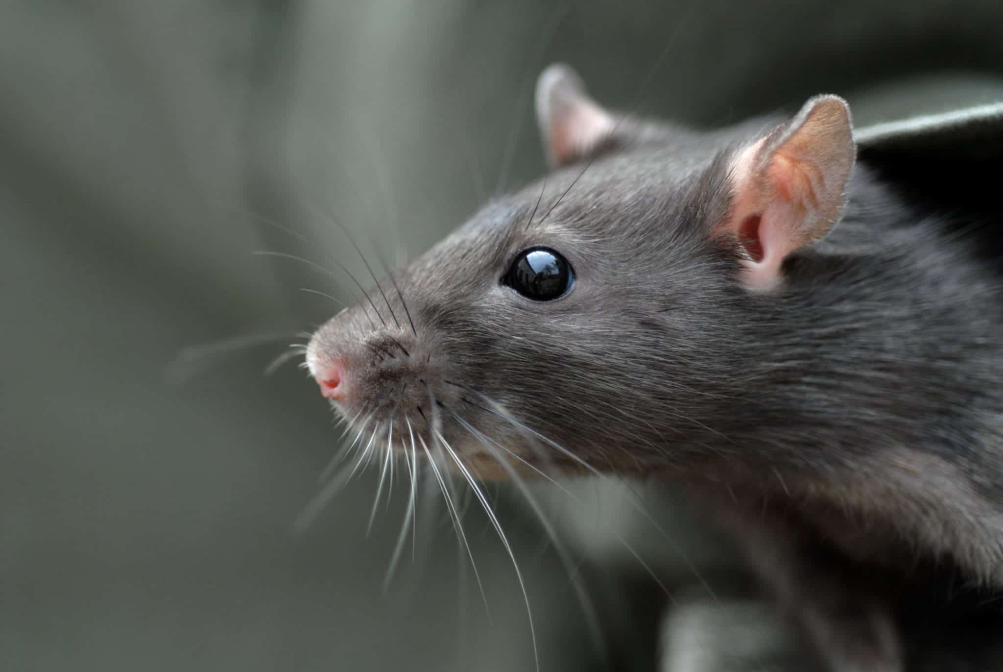 rat norway 2 scaled Most Common Summer Pests in the Chicago Area