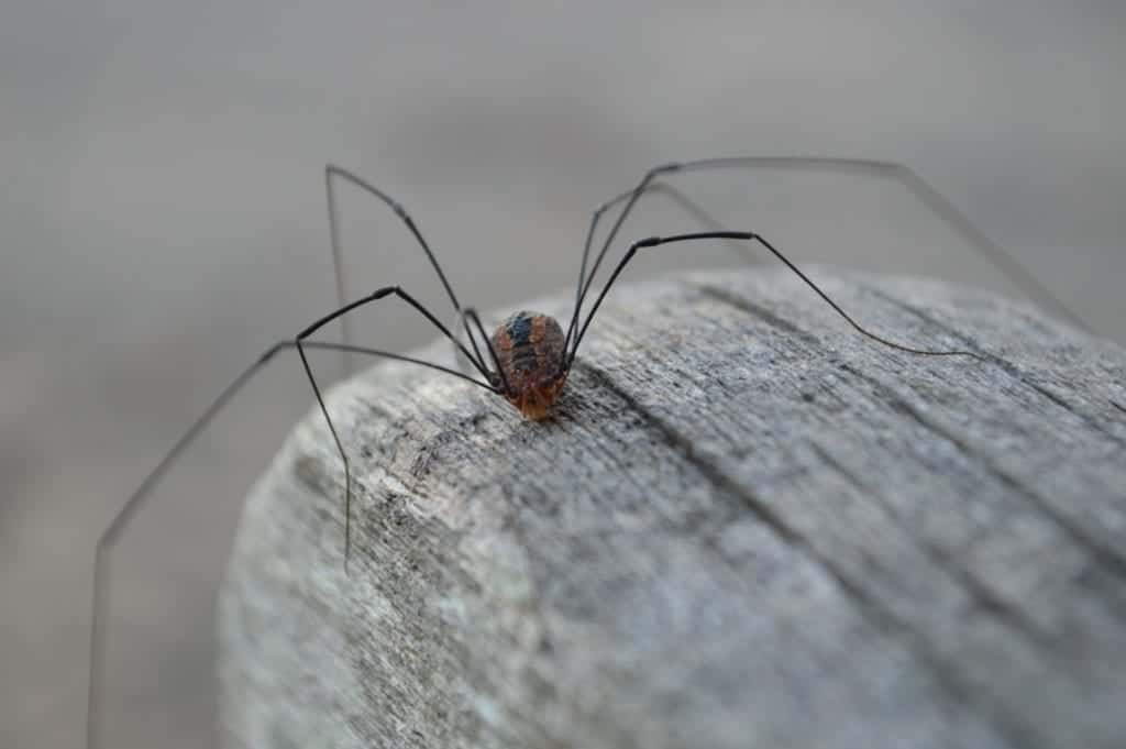 spider 1100173 1920 Different House Spiders and How to Keep Them Away