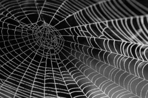 spider web with water beads 921039 1280 spider-web-with-water-beads-921039_1280