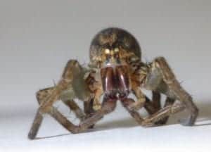 wolf spider 18579430994 o wolf-spider_18579430994_o