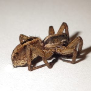 wolf spider 19196105782 o wolf-spider_19196105782_o