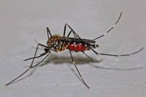 mosquito 562066 1920 mosquito-562066_1920