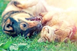 pets 2 pets 2