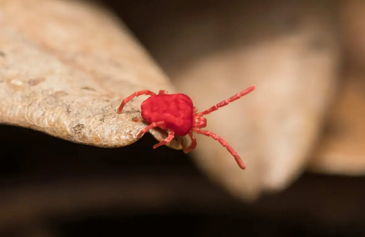 Extreme close-up of a bright red velvet mite crawling on a surface