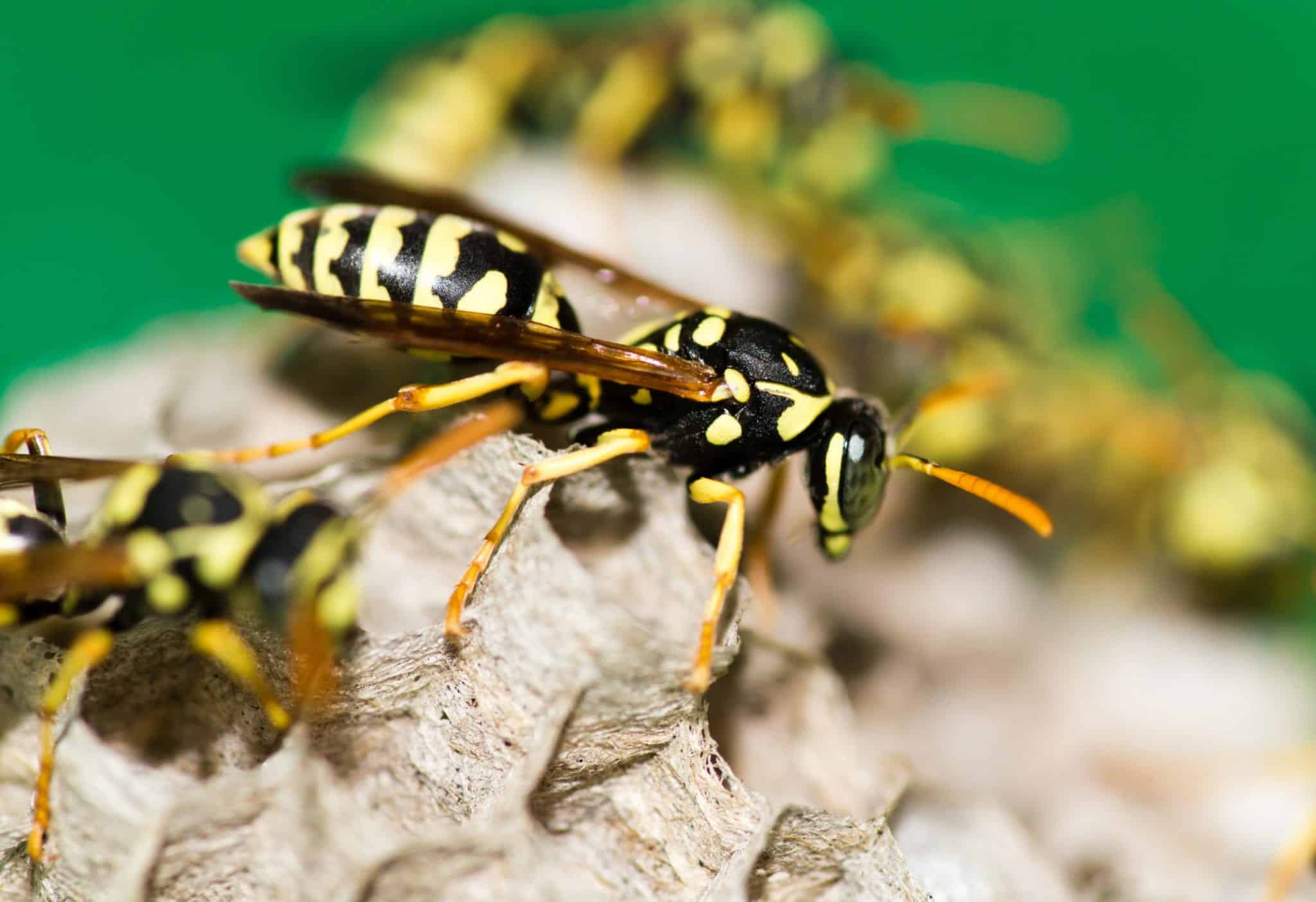 wasp 6 scaled Ways to Soothe an Insect Bite or Sting