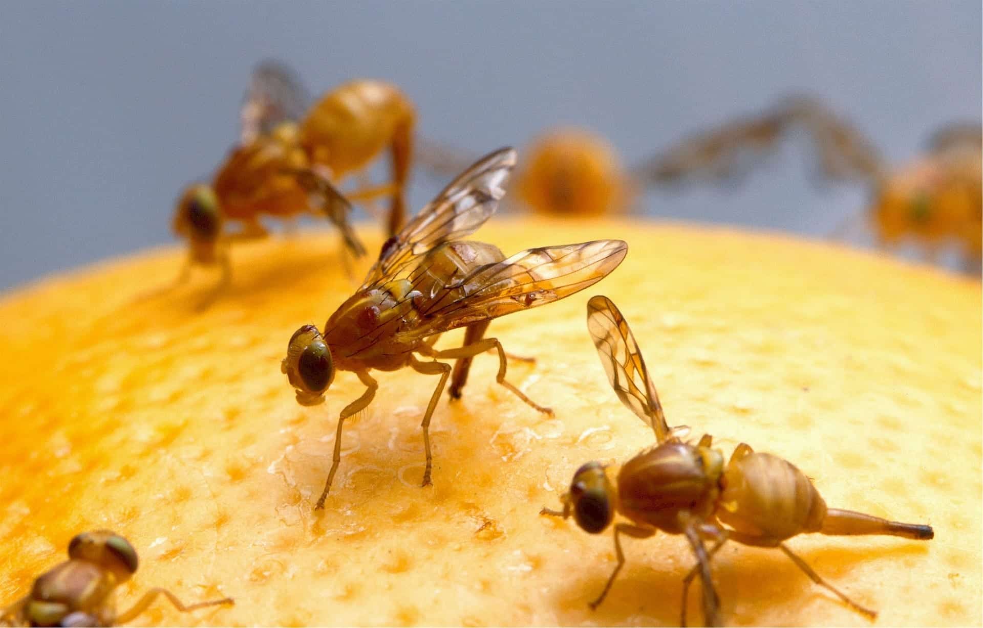 fruit flies 520905 1920 Fight Fruit Flies with Your Fridge