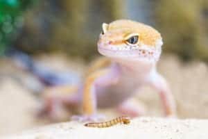 gecko 2299365 1920 gecko-2299365_1920