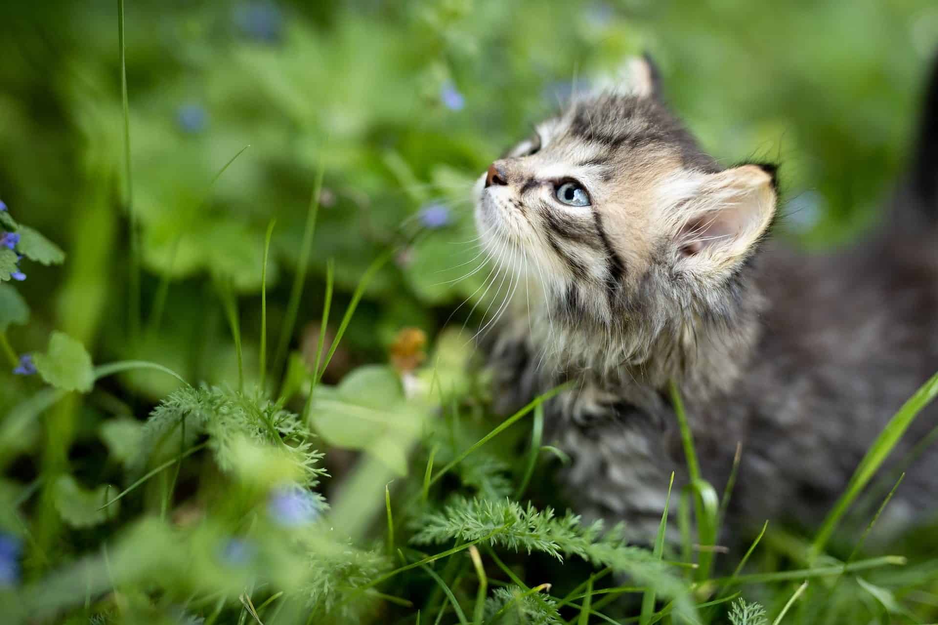 kitten 3669244 1920 Can I Train My Cat to Catch Mice?