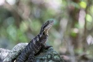 lizard 948049 1920 lizard-948049_1920