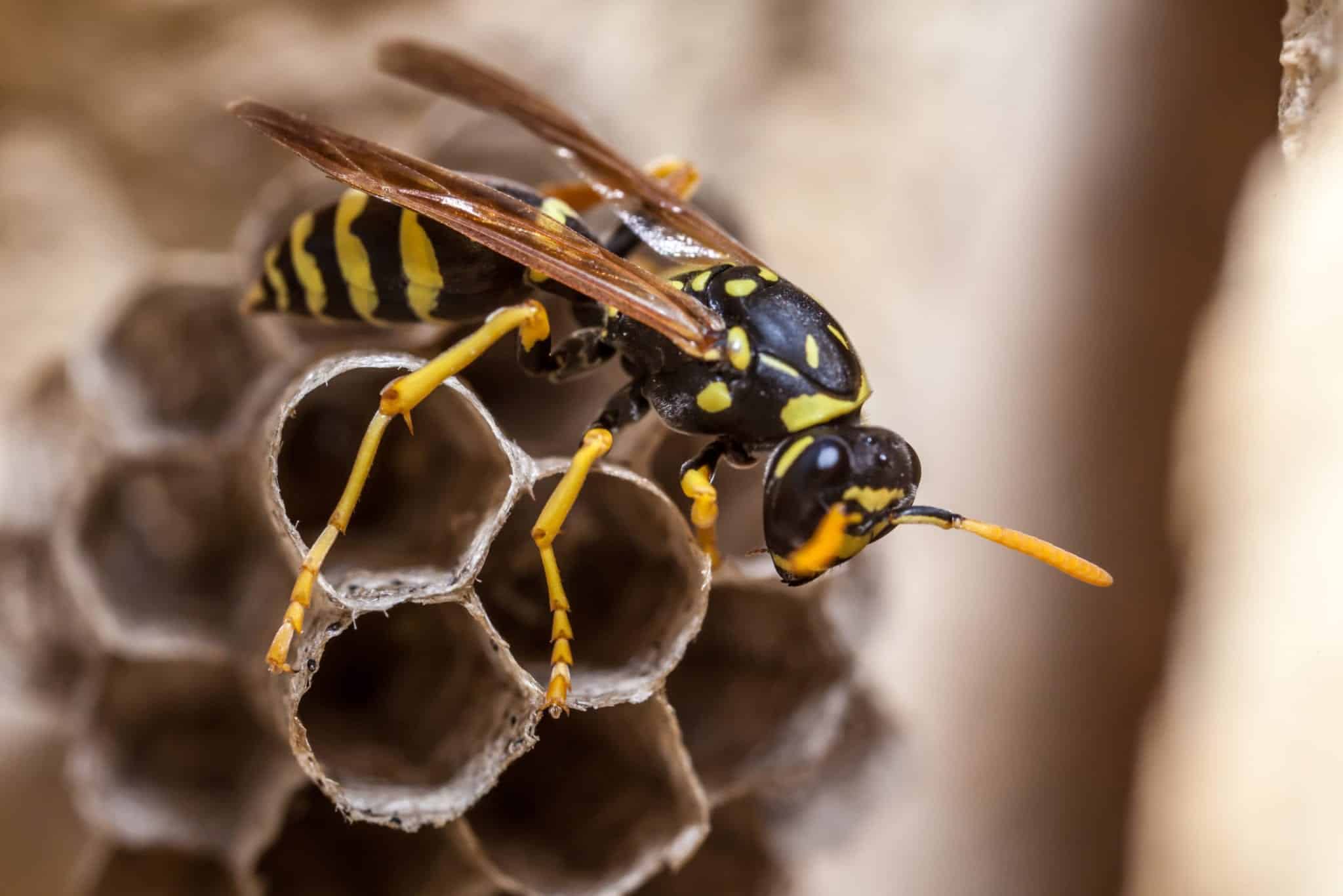 wasp 2 scaled How Many Types of Wasps are There?