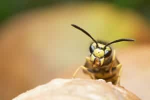 wasp 538471 1280 wasp-538471_1280