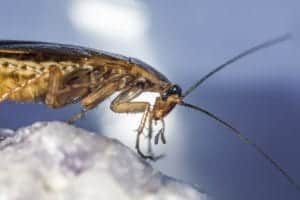 blattella germanica 4837657 1920 blattella-germanica-4837657_1920