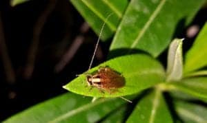 cockroach 1491411 1280 cockroach-1491411_1280