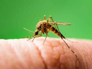mosquito 2 mosquito 2