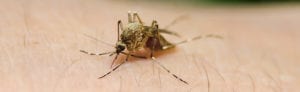 mosquito mosquito