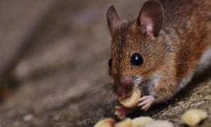 mouse 1751232 1920 mouse-1751232_1920