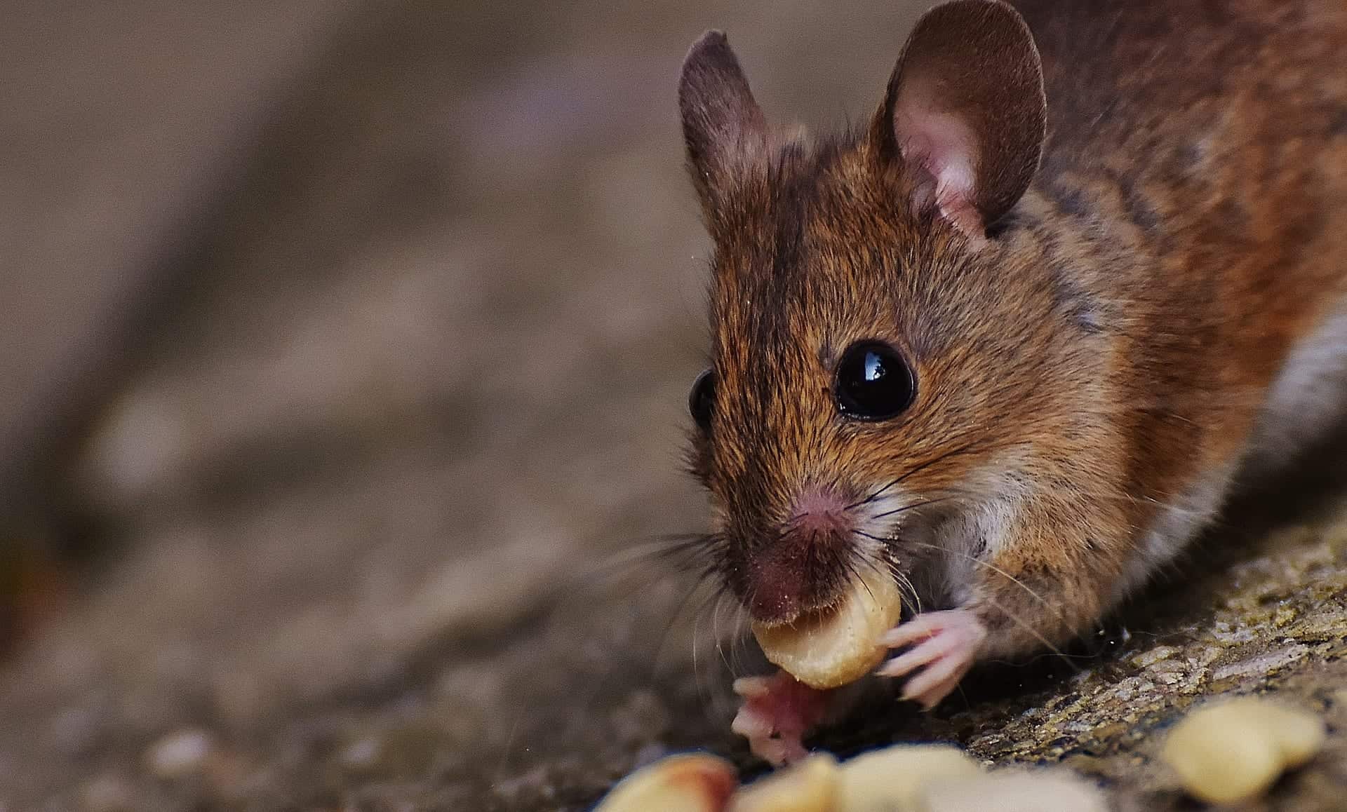 mouse 1751232 1920 These Critters are not Your Furry Friends