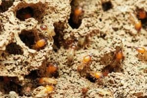 termites 3367350 1920 termites-3367350_1920