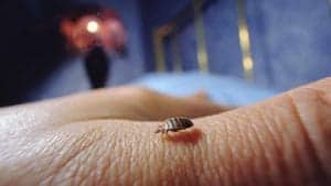wbz all about bedbugs wbz-all-about-bedbugs