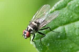 common fly 447307 1920 common-fly-447307_1920