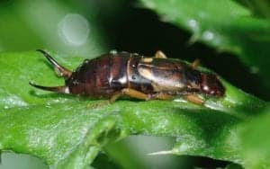 earwig 751492 1280 earwig-751492_1280