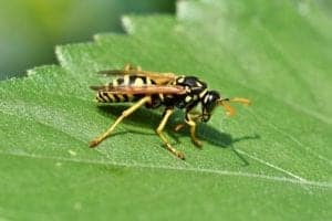 wasp 4477456 1920 Yellow Jackets Vs. Paper Wasps: What’s the Difference?
