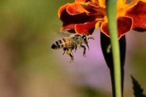 bee 259983 1280 1 bee-259983_1280-1