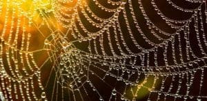 spiderweb spiderweb