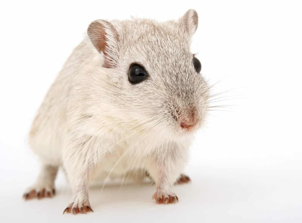 animal 1238239 1280 How Do Mice Get Into My Home?