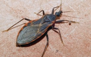 a kissing bug on some skin image credit glenn seplak 2007 a-kissing-bug-on-some-skin-image-credit-glenn-seplak-2007