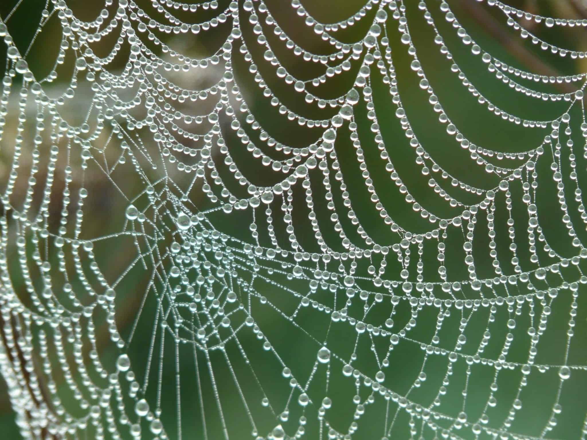 dew cobweb drip dewdrop 53367 scaled How Much Did You Eat Yesterday? Spiders Ate More.