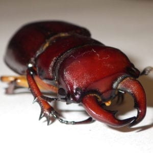 cottonwood stag beetle 19175822936 o cottonwood-stag-beetle_19175822936_o