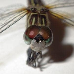 dragon fly 19015798089 o dragon-fly_19015798089_o