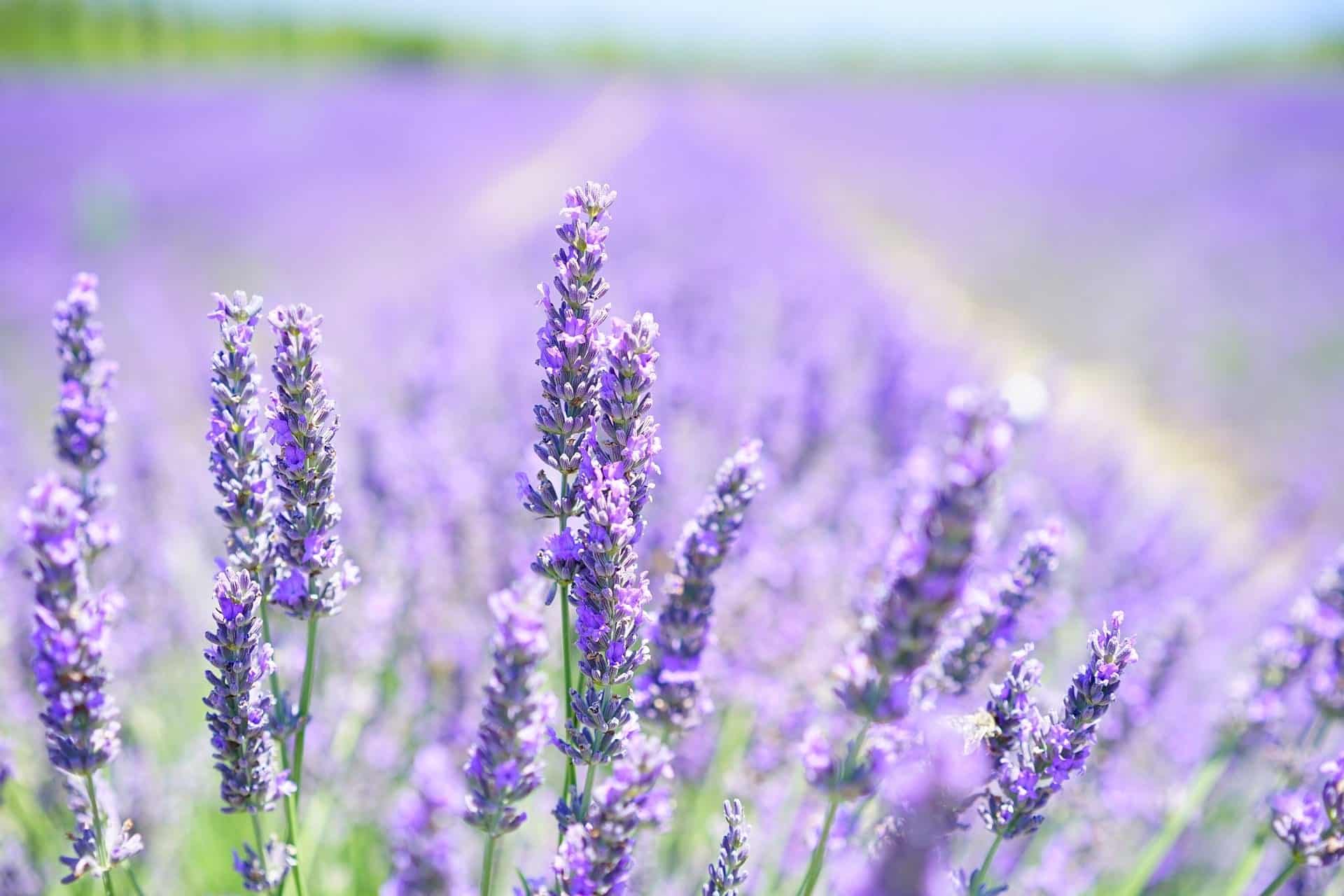 lavender blossom 1595581 1920 Spring Pest Series: Watch Out for These!