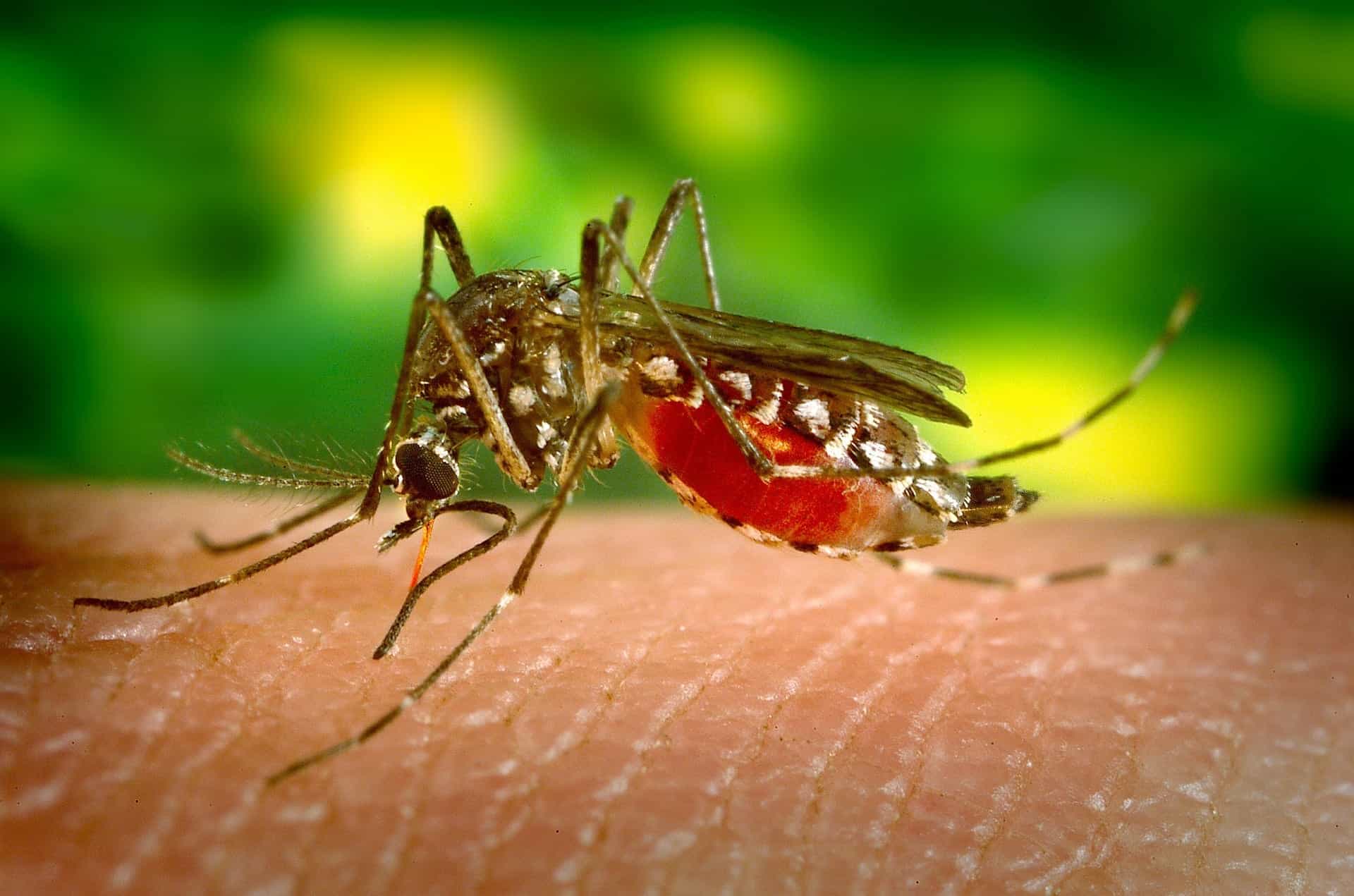 mosquito 542156 1920 Time to Prevent Mosquitoes