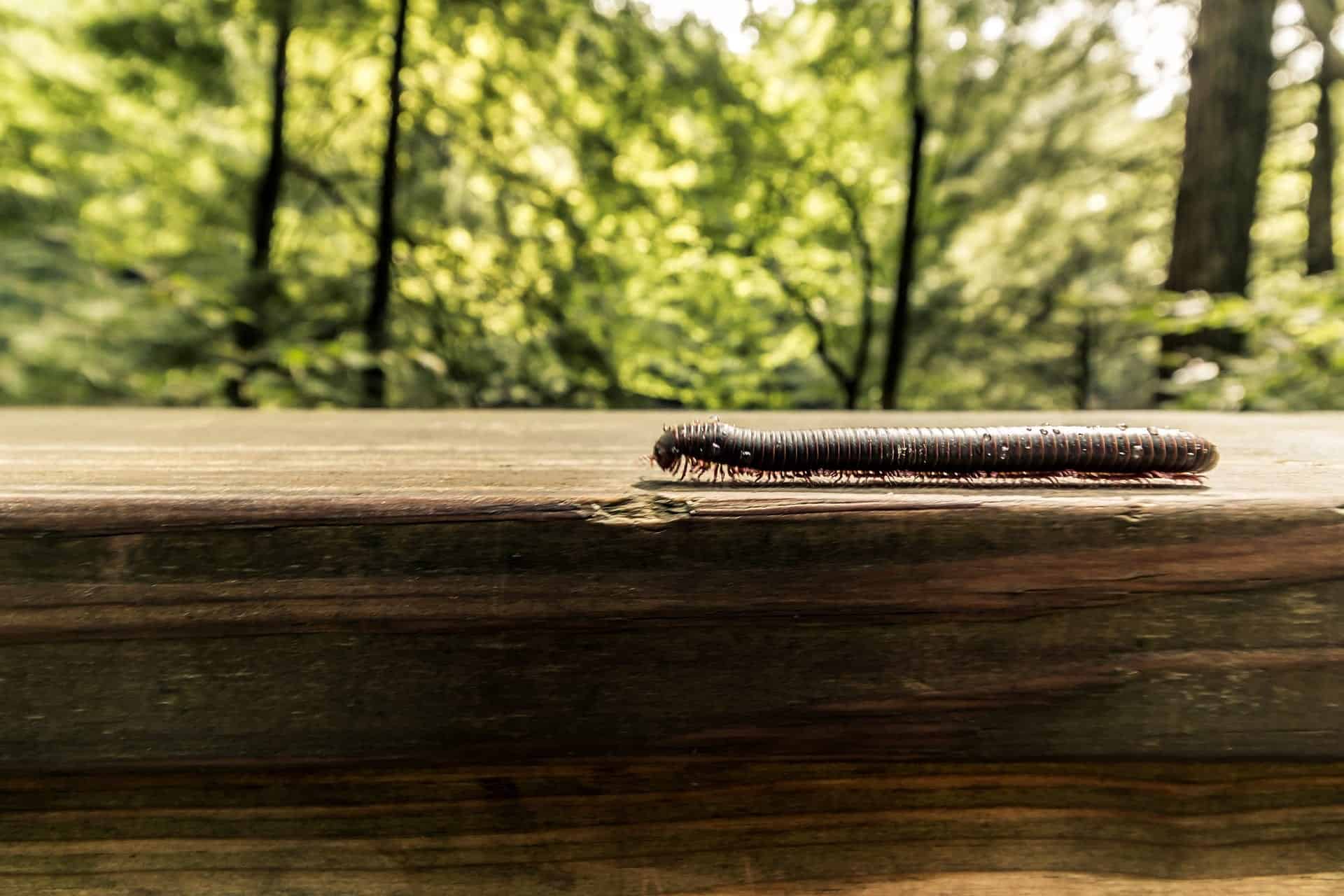 nature 5143775 1920 Spring Pest Series: Legs for Days