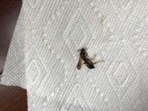 IMG 4089 IMG_4089