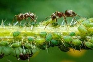 ants taking care of aphids PLQMDDM Ants taking care of aphids